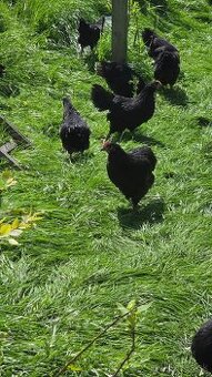 Australorp čierna + modrá
