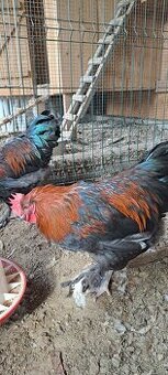 Marans