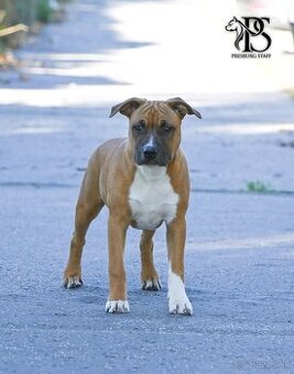 Americký Staffordšírsky terriér