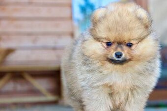 Pomeranian s PP FCI