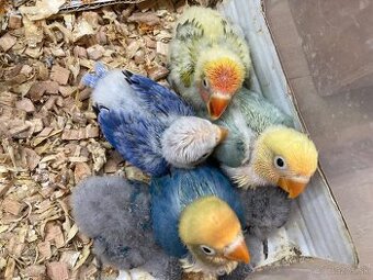 Rucne dokrmovane agapornisy fischer opalin tyrkys