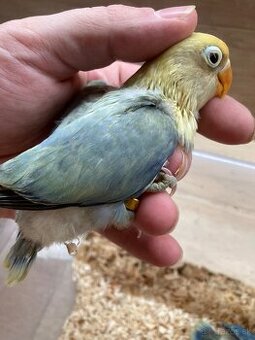 Rucne dokrmovane agapornisy fischer opalin tyrkys