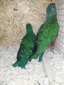 Papagáj kráĺovsky