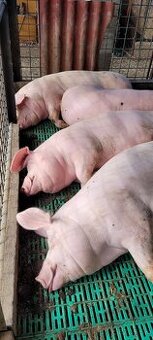 Predám prasatá