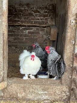 Predám kohúty hodvábničky