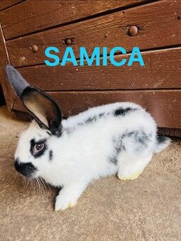 PREDÁM 3,5 mesačne kraliky kríženec NOS a BO