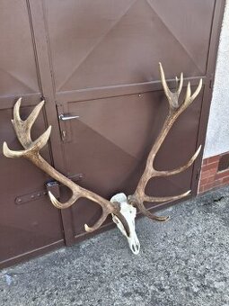 Trofej, parožie, zhody