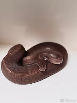 PYTHON REGIUS SAMICE VHODNÉ DO CHOVU ALEBO NA MILÁČIKA