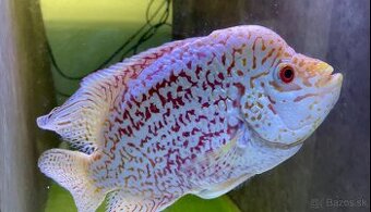 Flowerhorn Fireman s dream Kamfa