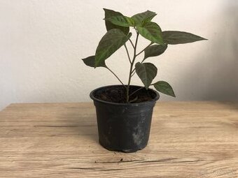Chilli sadenice