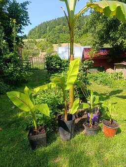 Mrazuvzdorný bananovník-Musa basjoo