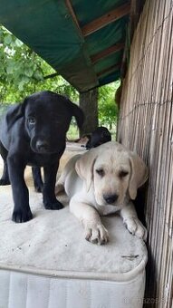 Šteniatka čistokrvného labradora