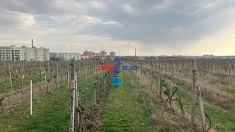 3 roky neobrábaný vinohrad Modra, lokalita Noviny - 6,6 ára,