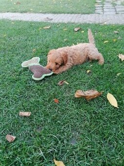 Predam stenata pudel maly