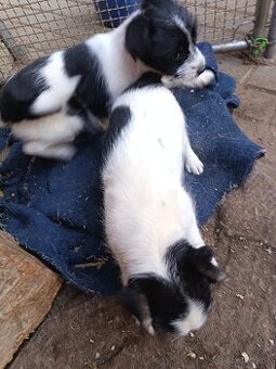 Kríženec Teriér Jacka Russella