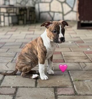 Americký Stafordšírsky Terier  s PP