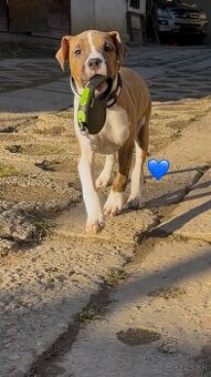 Americký Stafordšírsky Terier  s PP - 1