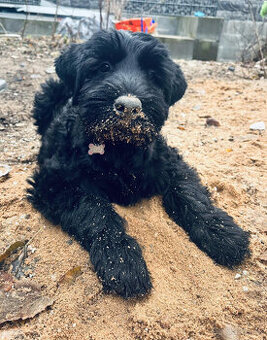 BRADAČ VEĽKÝ ČIERNÝ  pejsek s PP
