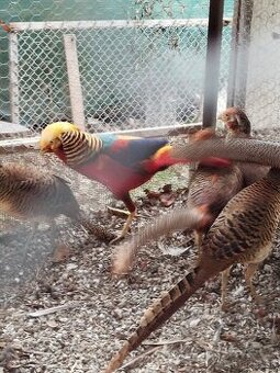 Predám bažanty zlate