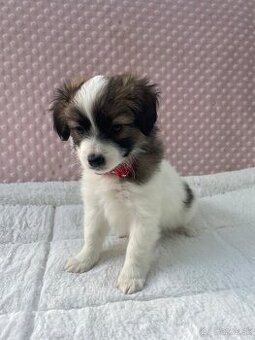 Miniatúrny kontinentálny španiel, phalene s PP nie papillon