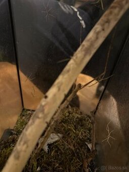 Pakobylka rožkatá – mladé jedince na predaj