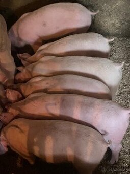 Prasiatka , odstavčatá