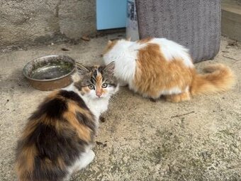 Dlhosrsta mačička trojfarebná