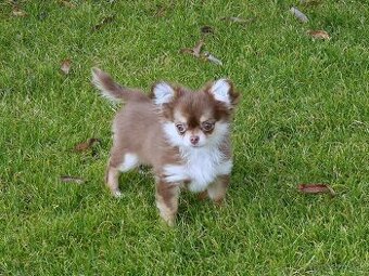 ČIVAVA - sučka s PP