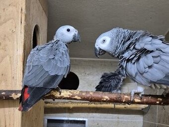 Papagáj sivý - Žako