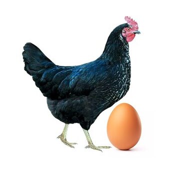 Predám nosnice nosivý typ Dominant a Lohman