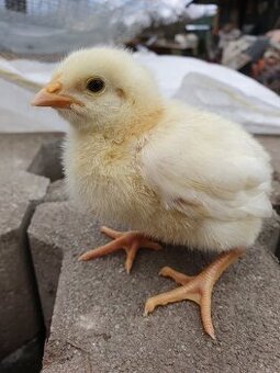 Predám brojlerové kurčatá 5 dňové, ROSS 308,