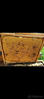 Predám včely, včelstvá, včelie rodiny