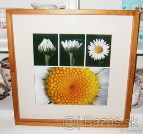 Vidiecky obraz margaréty