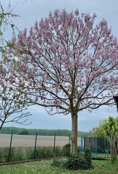 Paulownia hybrid – rýchlorastúci strom