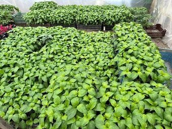 Predám priesady, planty. sadenice -LEOPOLDOV