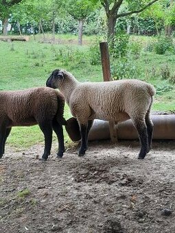 Suffolk