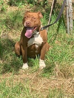 Darujem Pitbul