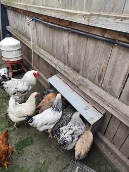 Kohút 🐓