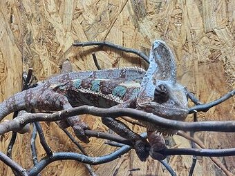 predám chameleón jemenský 1+3