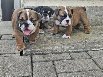 Anglicky buldog,bulldog