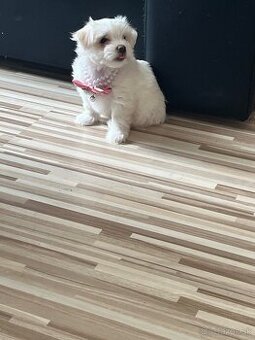 Mini Maltezak