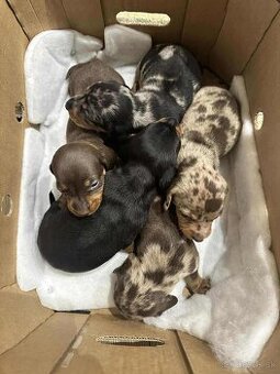 Krátkosrstý jazvečík