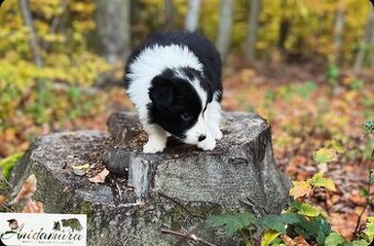 Border collie FCI