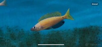 Cyprichromis microlepidotus