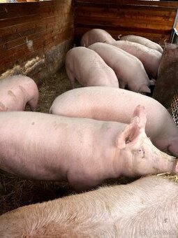 Jatočné ošípané - 1