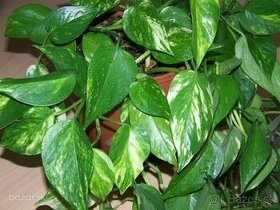 Izb.kvet Divoky Jano 1ks/3,70€+posta