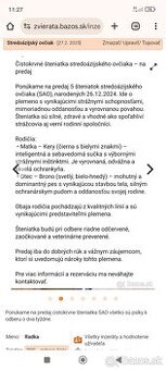 Stredo ázijský ovčiak