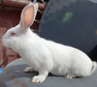 Samec mix 3,5 mesiace