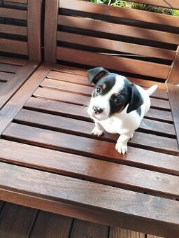 Jack Russel terier
