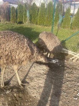 Emu